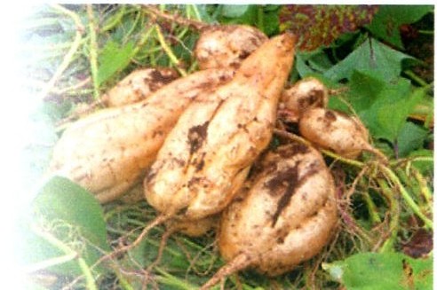 新焼酎,芋焼酎,いも新酒,いも焼酎新酒,２００８,初蔵仕込み,一番蒸留,蔵元,検索,グルメ通販,販売,ショッピング,データベース,サーチエンジン